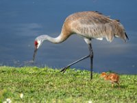 A1G6188c  Sandhill Crane (Antigone canadensis) - pair with 4-day-old colts
